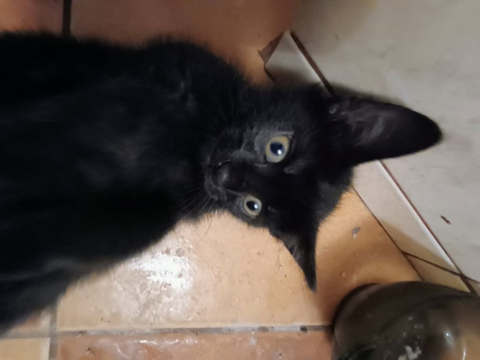 Oddam za darmo 3 młode kociaki