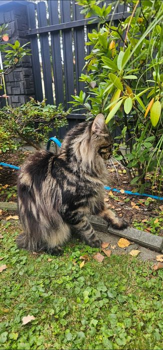Maine coon Pręgowany