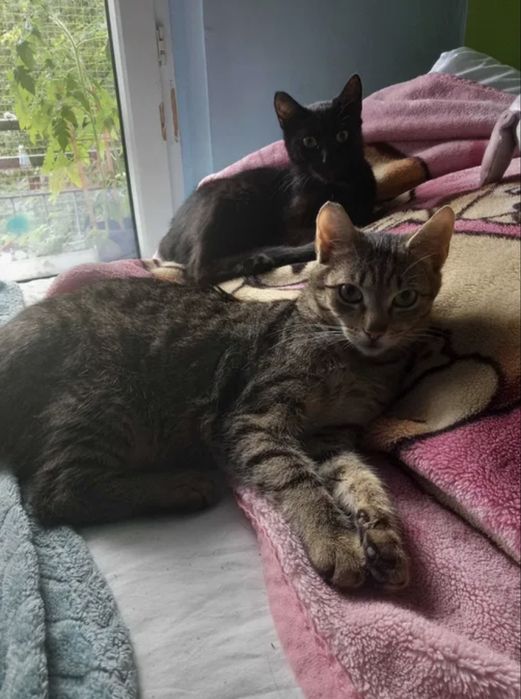 Wspaniałe kotki do adopcji - Fanta i Czester