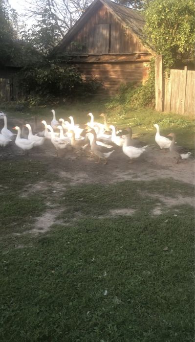 Домашня гуска, індюшка, мясо гуски та індюшка.