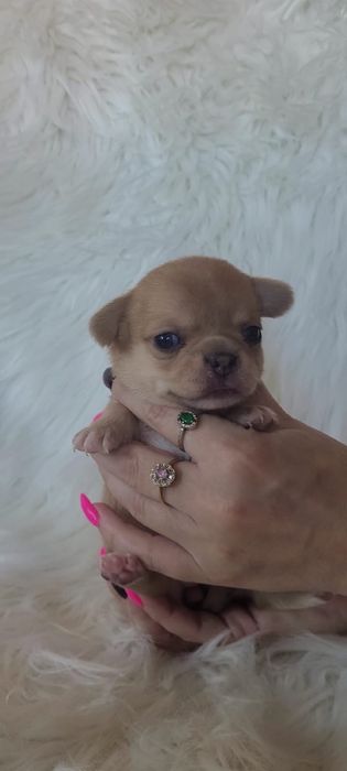 Chihuahua sunia beżowa merle