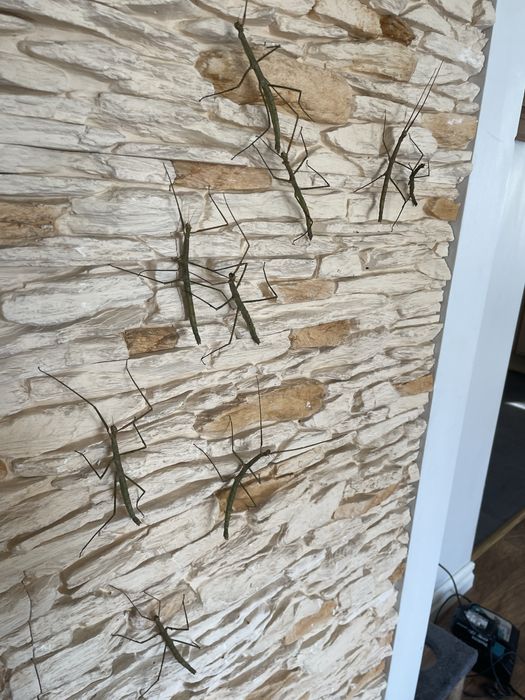 Sprzedam patyczki cena 22 zl sa szt