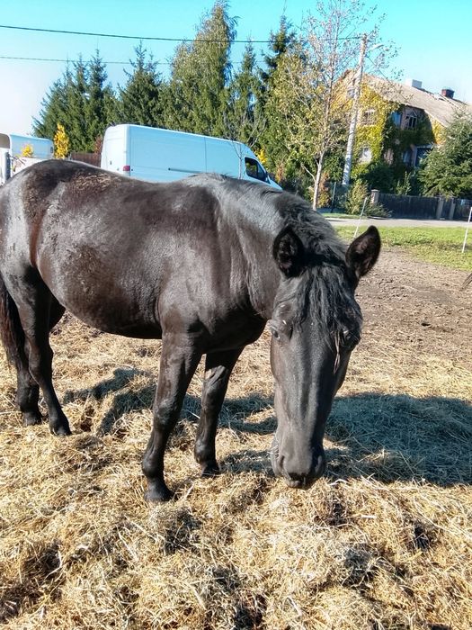 Sprzedam klacz, wiek ok 20 mscy