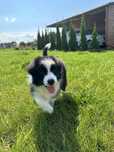 Śliczna suczka border collie ZKwP FCI po Grand Championie PL