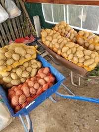 Ziemniak ziemniaki na sprzedaż