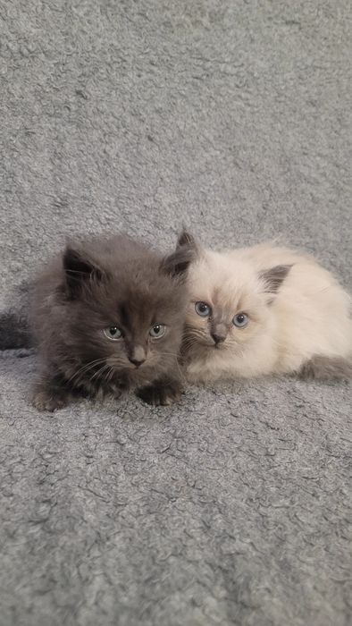 Віддам кошенят у добрі руки