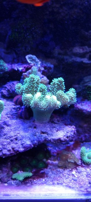 Akwarium morskie koralowce miękkie- zoanthus, sinularia, briareum