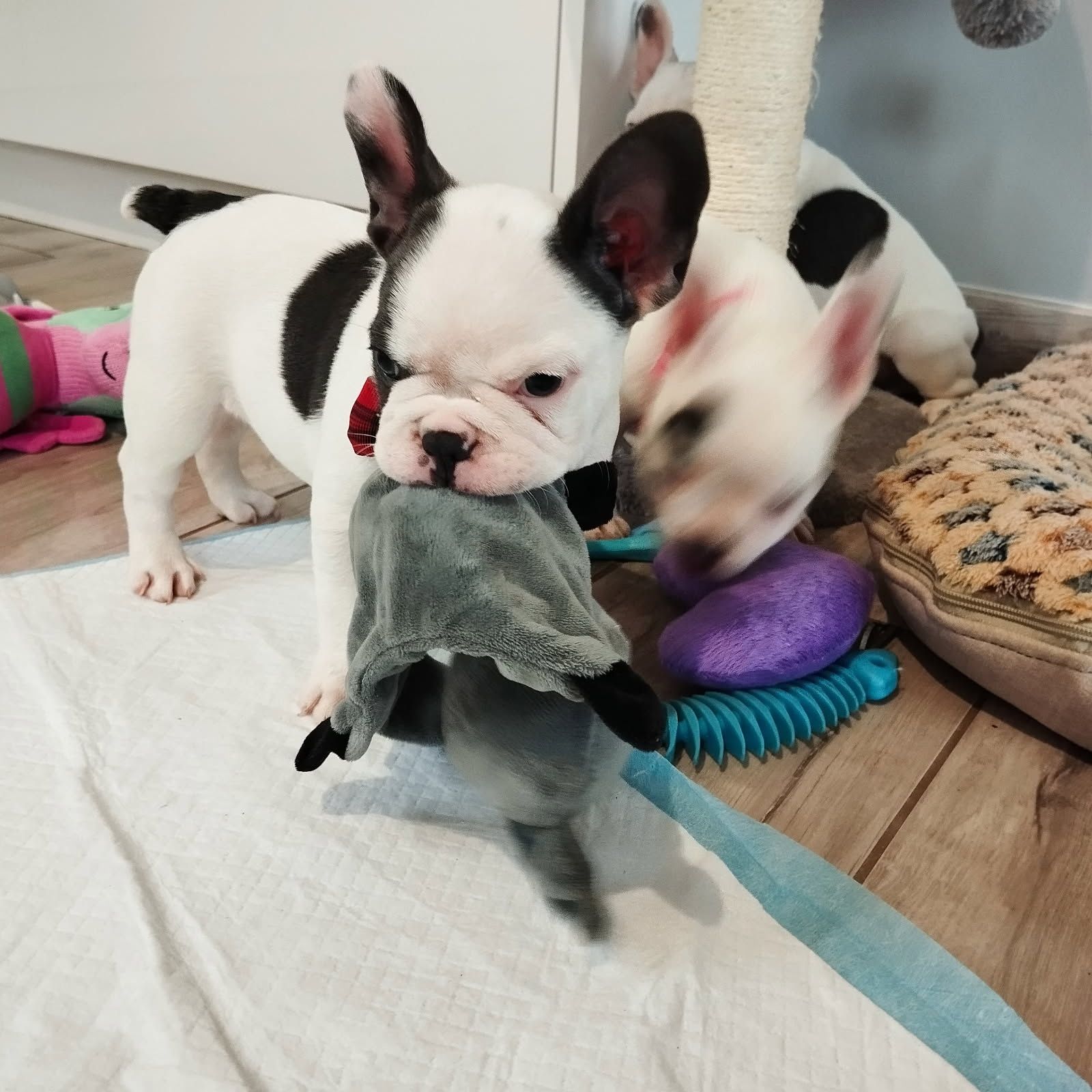 Buldog francuski szczeniak z Rodowodem