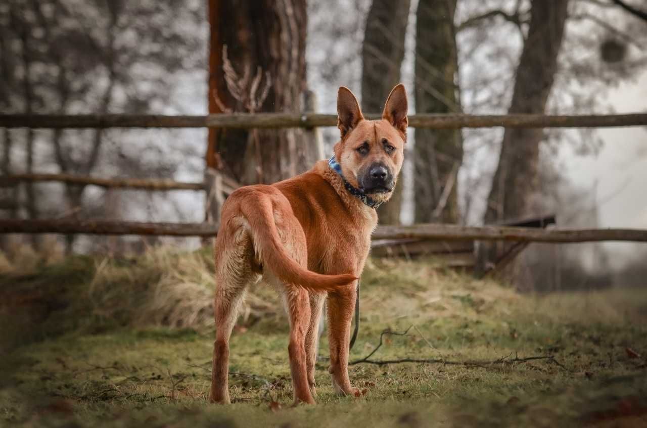 Baxter pozytywny duży młodziutki psiak