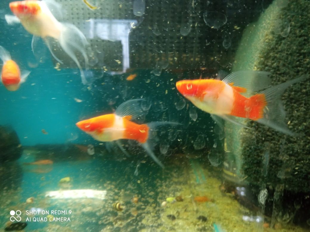 SAMCE Mieczyka Lira Koi Albino Xiphophorus helleri Koi