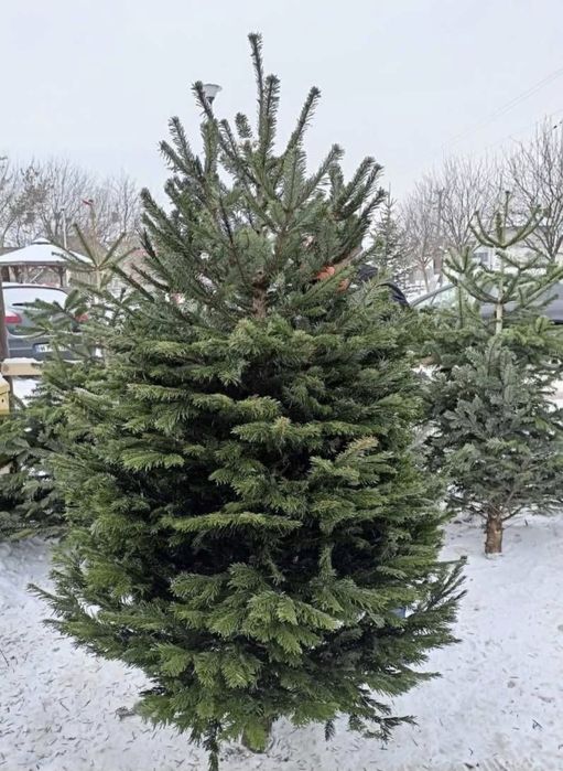 Jodła kaukaska / Choinki Świateczne dla firm i osób indywidualnych