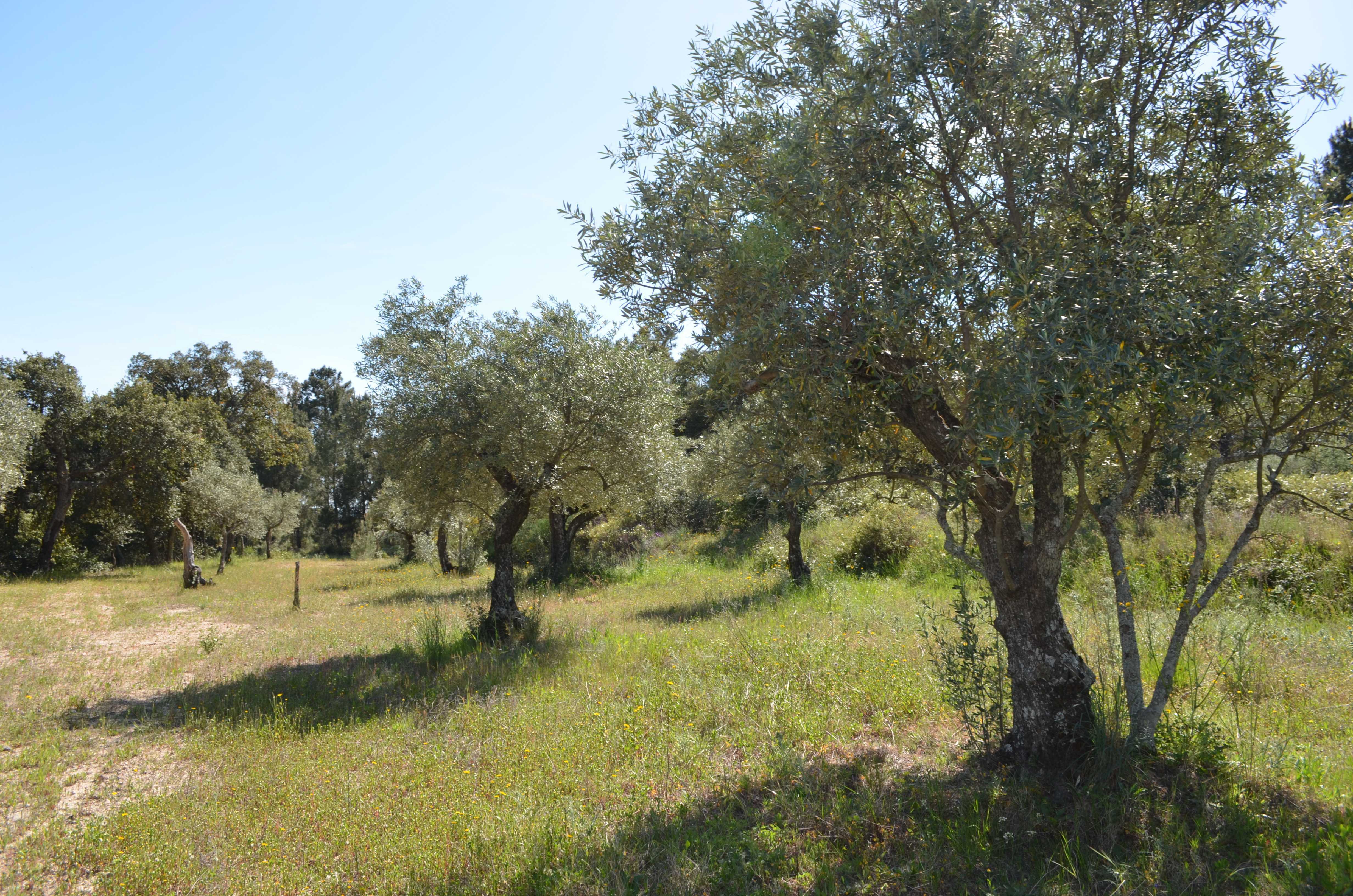 Árvores - Oliveiras antigas Fundão