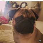 Cão de Raça Pug Puro 2 anos com vacinas,desparasitado,chip, LOP