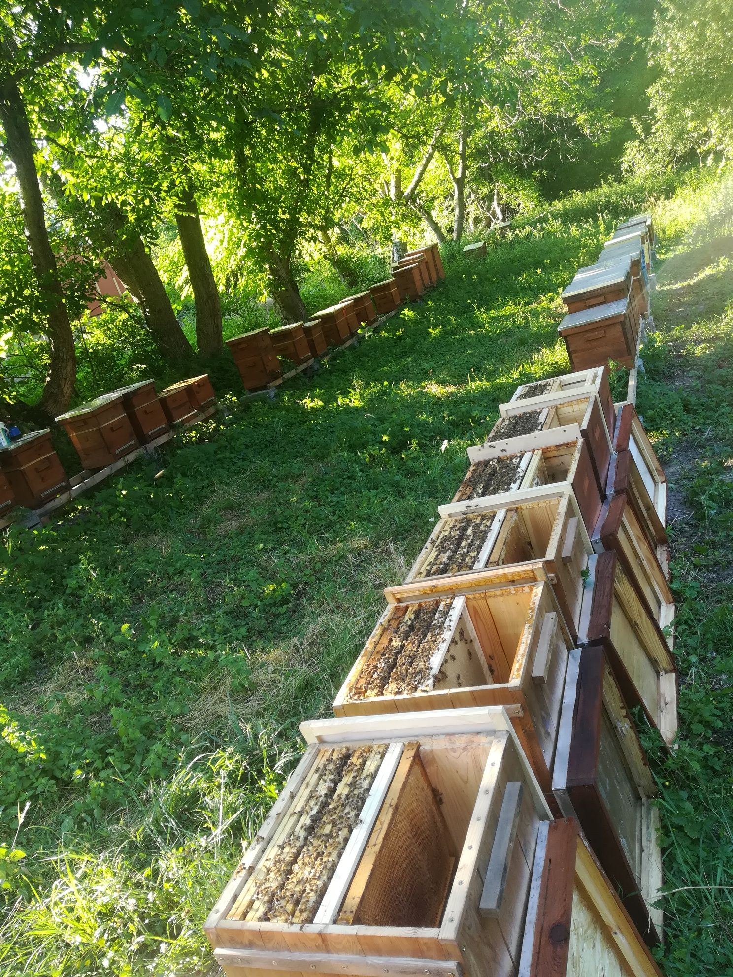 Odkłady pszczele Krainka, Buckfast, Primorska