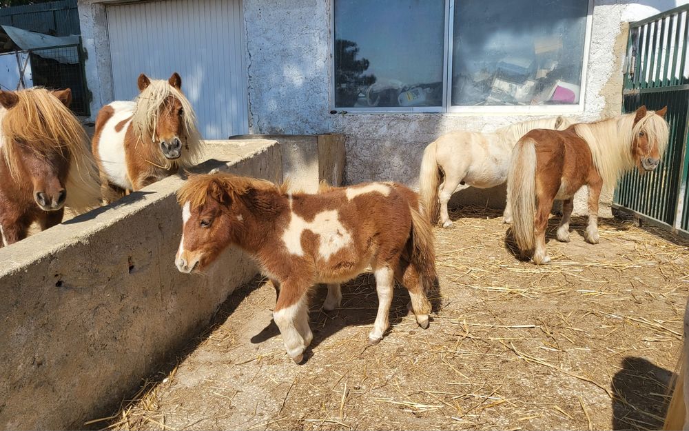 Ponei Mini Shetland com 5 meses