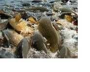 Продам живую рибу, крупний та дрібний опт