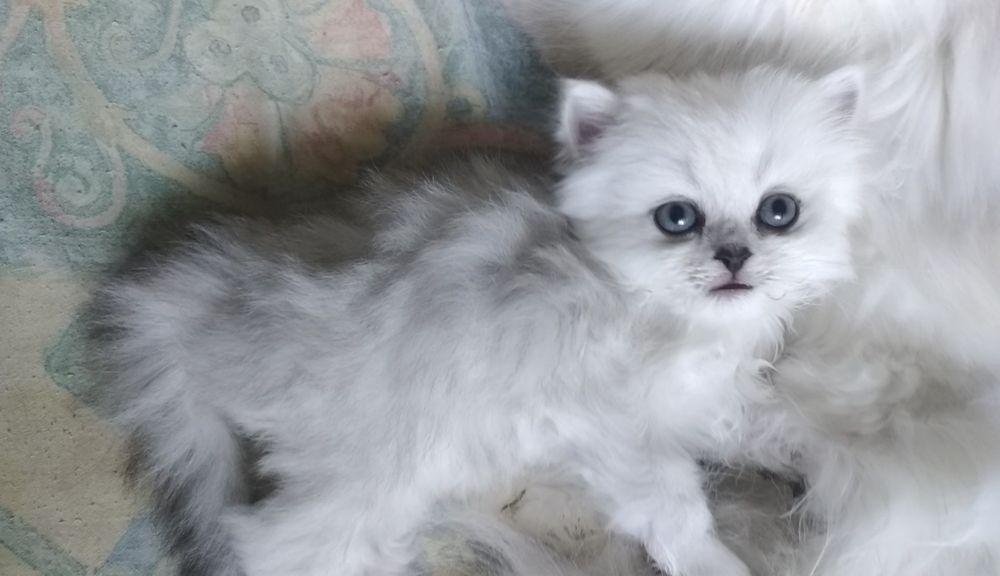 Котёнок серебристый шиншилла хайленд