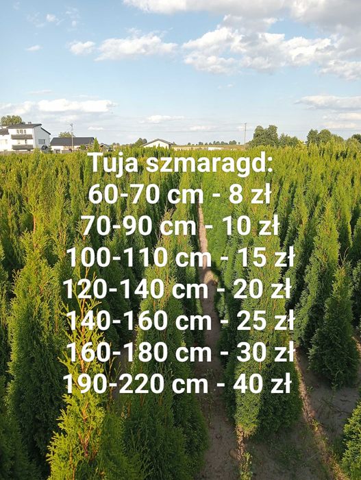 Tuja szmaragd 60-220cm