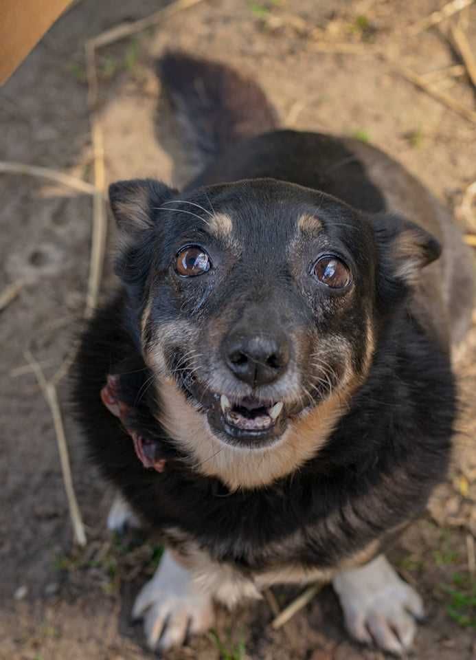 Lola - malutka księżniczka czeka na nowy dom