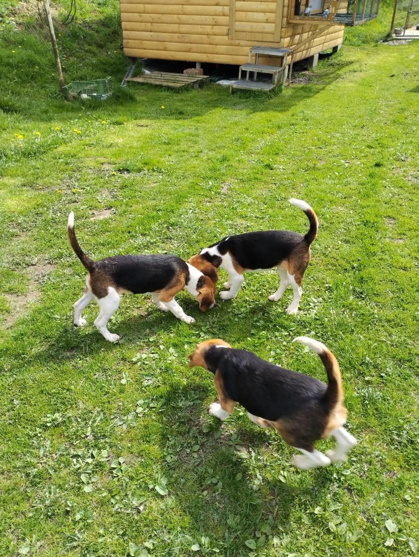 Szczeniak Beagle z rodowodem