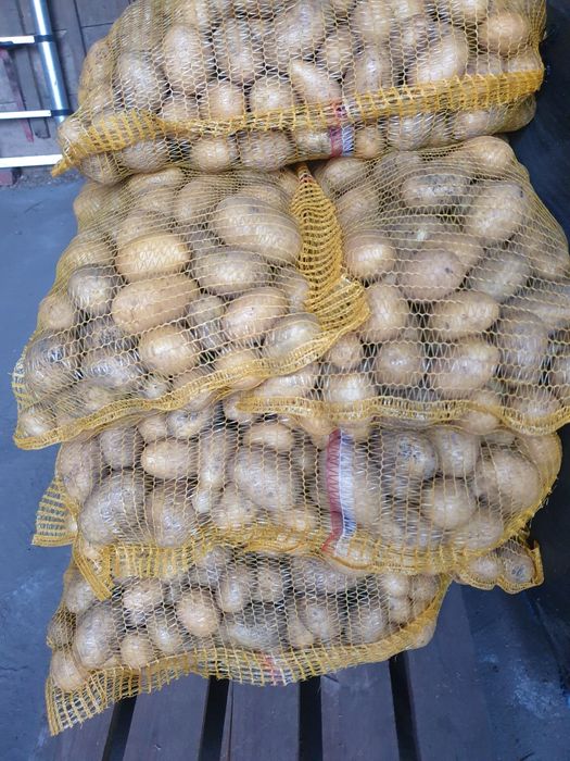 Sorzedam Ziemniaki Vega i Red Sonia