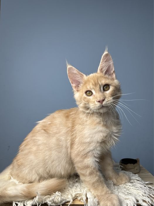 Котенок для семьи очень ласковый мальчик мейн кун