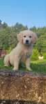 Golden Retriever com LOP e Afixo