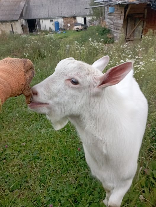 Козел на племя без рогій