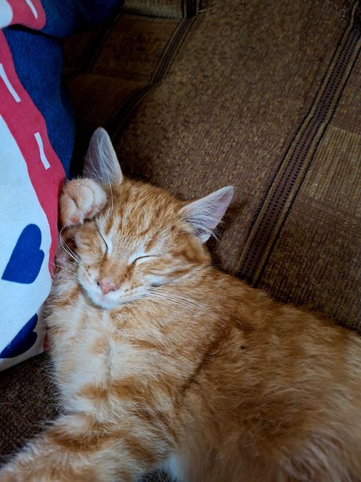 Oddam kocurki w dobre ręce