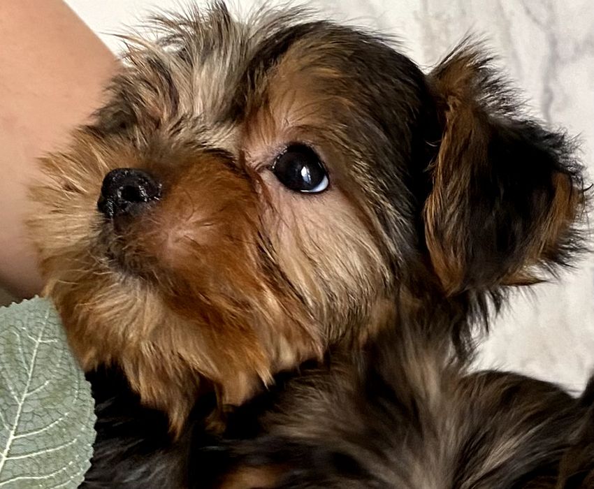 Йорки малюки ,неймовірно гарні