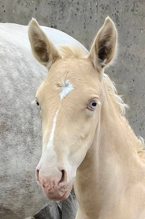 Poldros Isabel PSL Lusitano