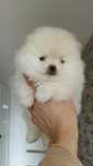 Szpic miniaturowy pomeranian w typie MISIA