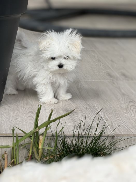 Malutki chlopczyk z rodowodem FCI