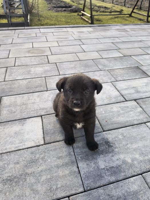 Śliczna sunia szuka dobrego domu !!!