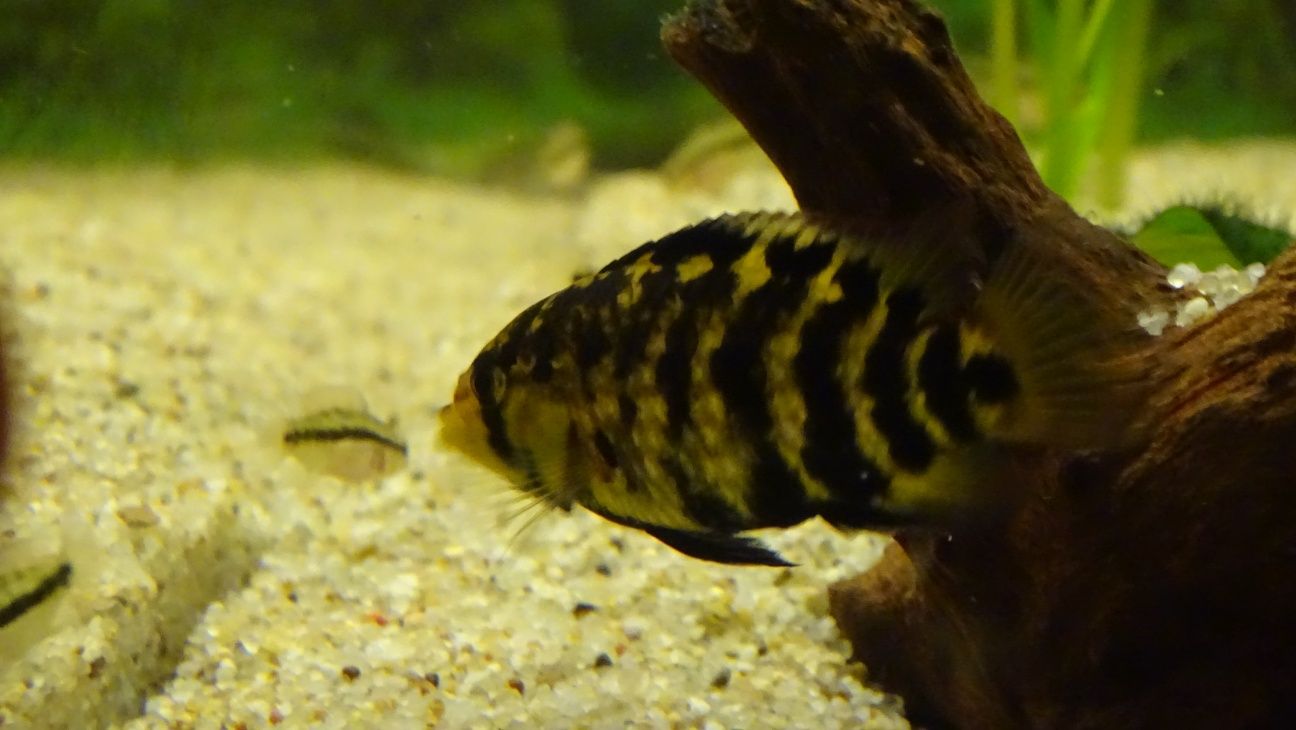 Apistogramma kullanderi F1