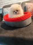 Pomeranian mini  piesek