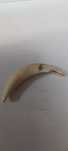 Dente de javali antigo