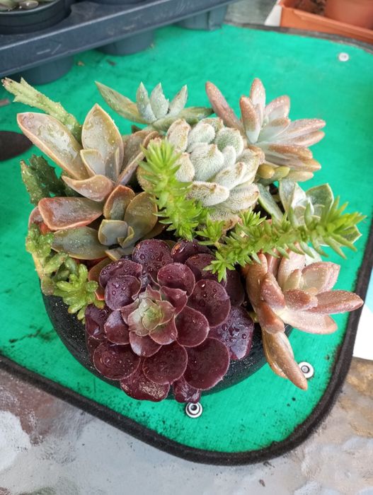 Duas lindas taças de suculentas em cerâmica 18cm .