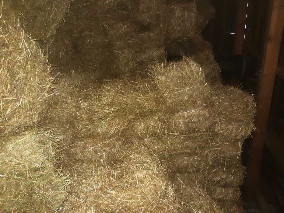 słoma jęczmienna siano