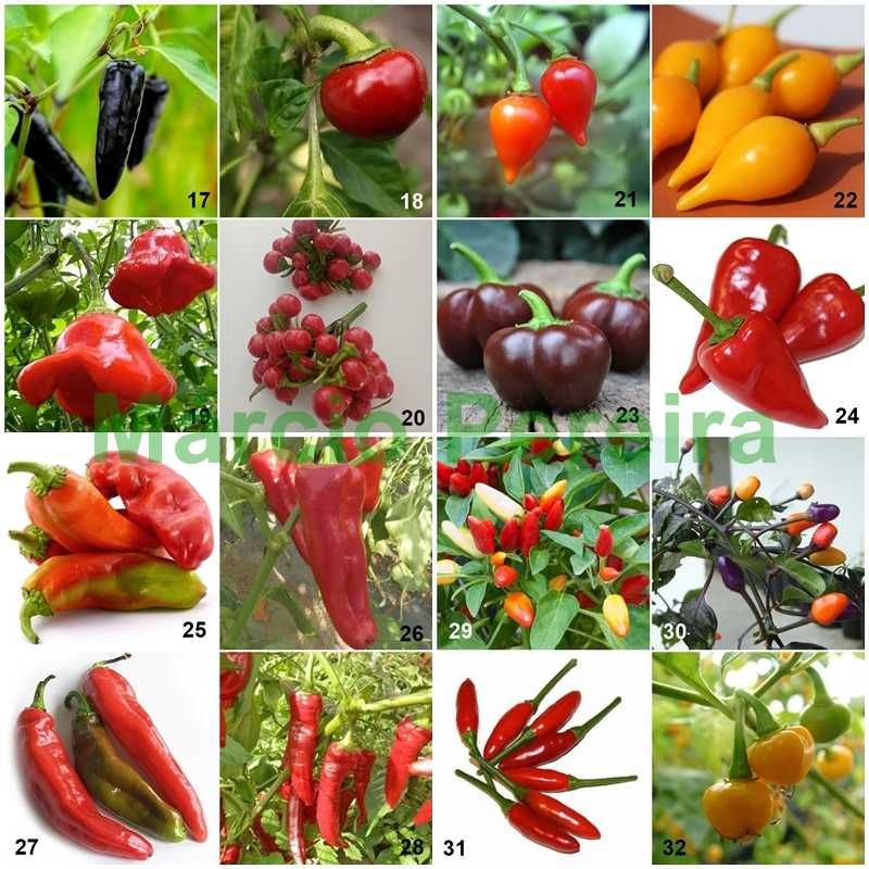 60 variedades de pimentas à escolha - faça o seu kit de sementes