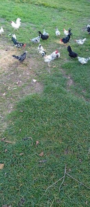 Kury liliputki liliputy