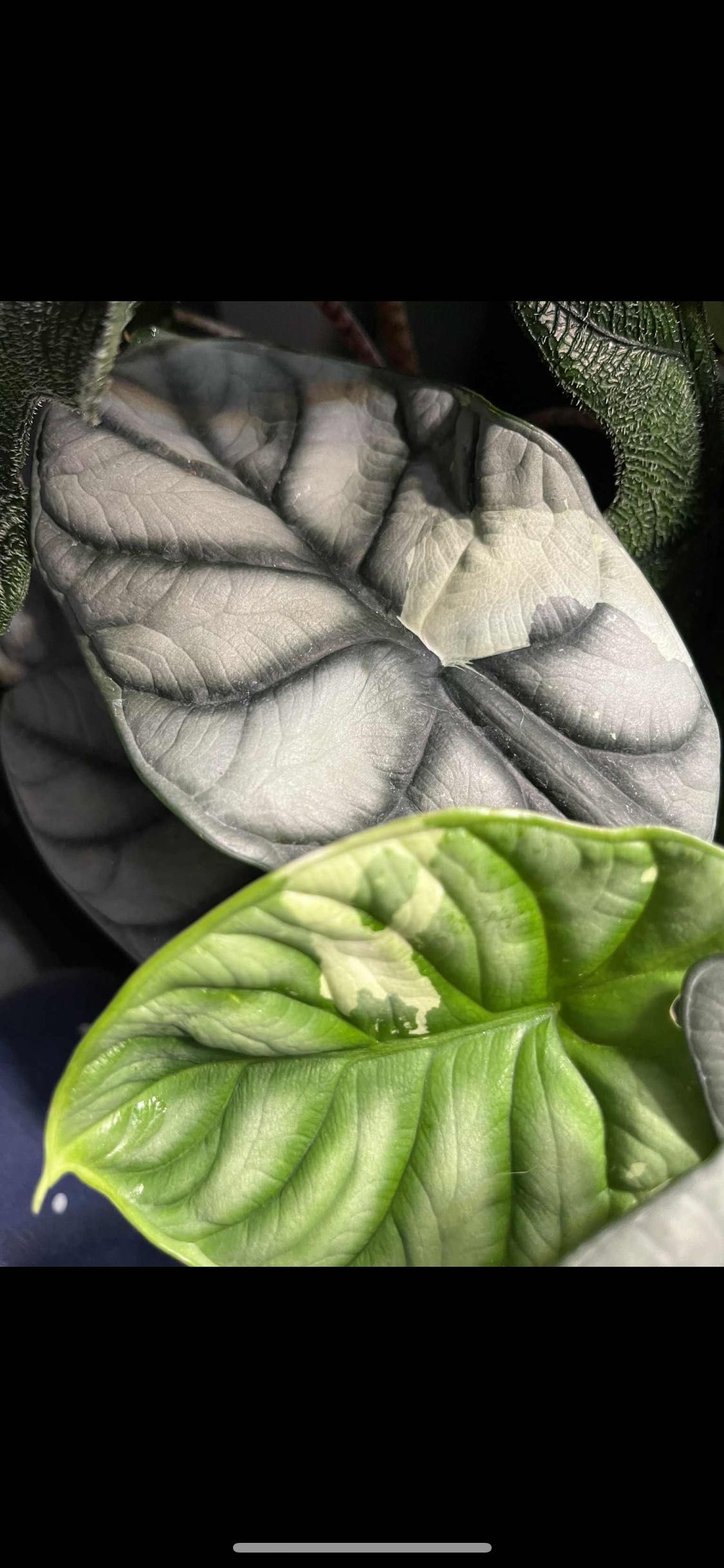 Alokazja Silver Dragon variegata hydroponika sadzonka Alocasia var