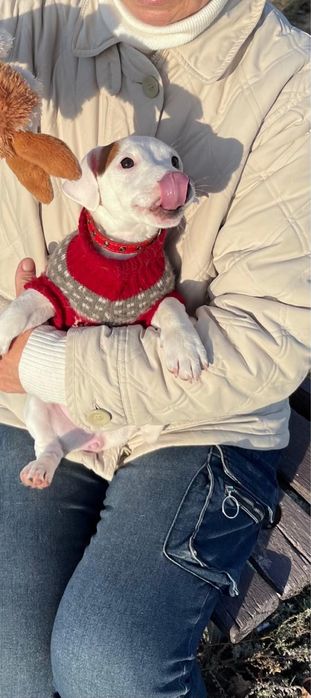 Умная, красивая малышка джек рассел терьер ищет маму