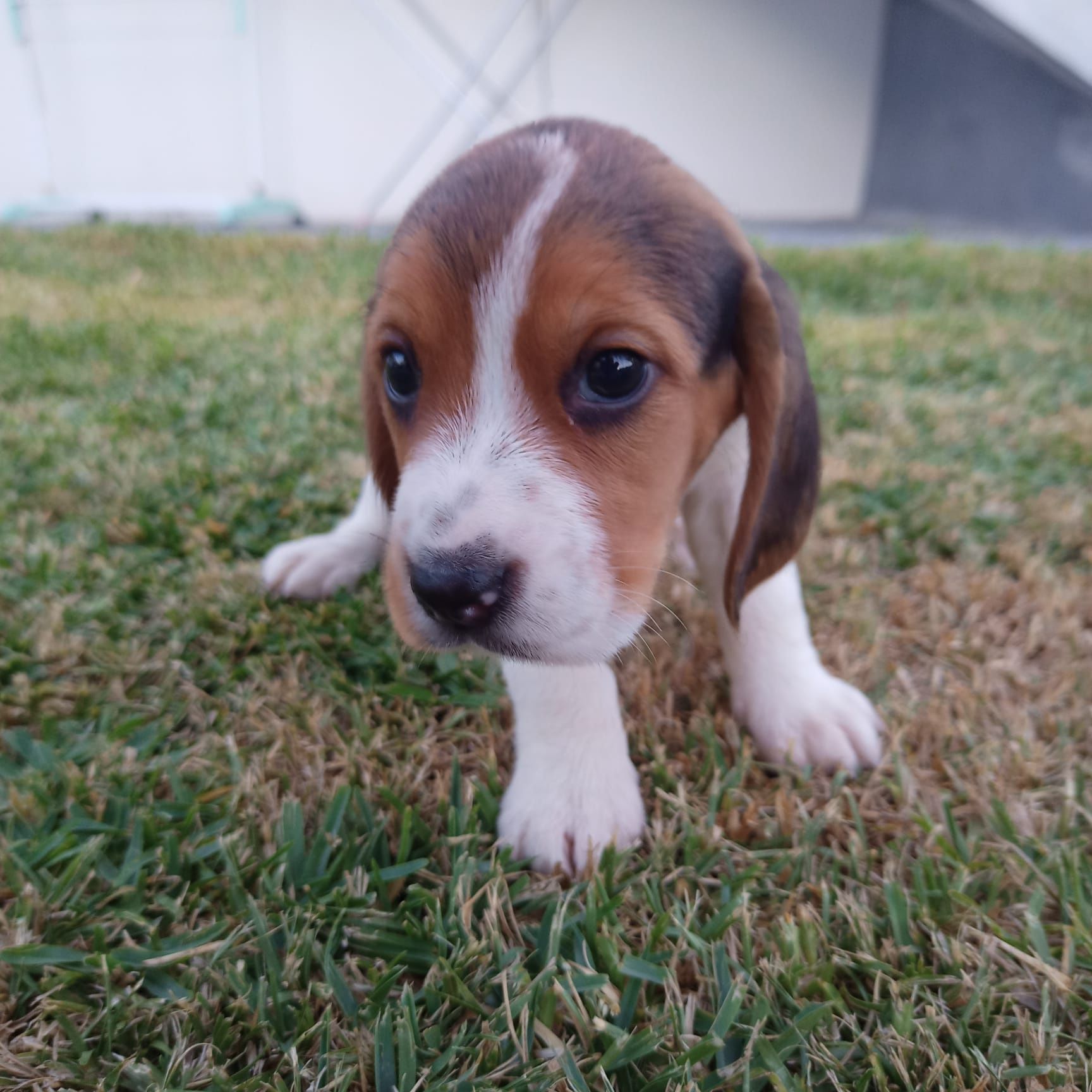 Beagle bebé super simpatico