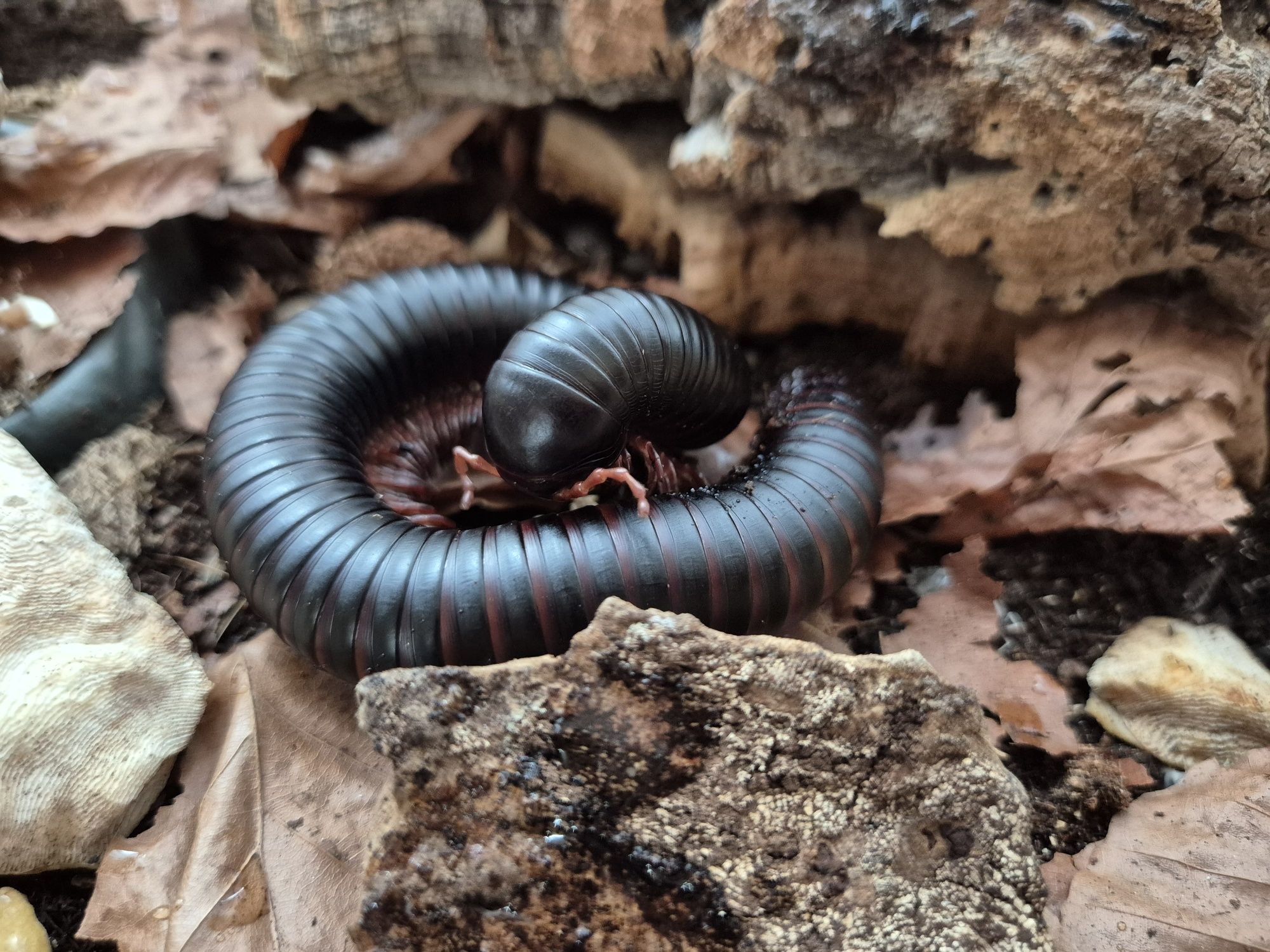 Krocionóg olbrzymi Archispirostreptus gigas