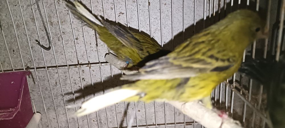 Canários Timbrados