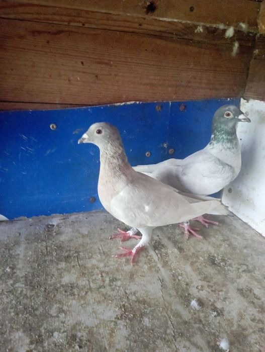 gołębie pocztowe (opale, andaluzy)