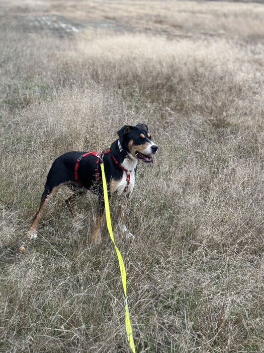 Pies Hugo do adopcji