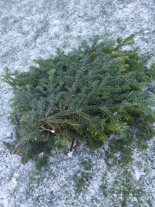 Gałęzie Jodły Kaukaskiej