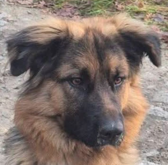 Suczka znaleziona w Lubiążu .